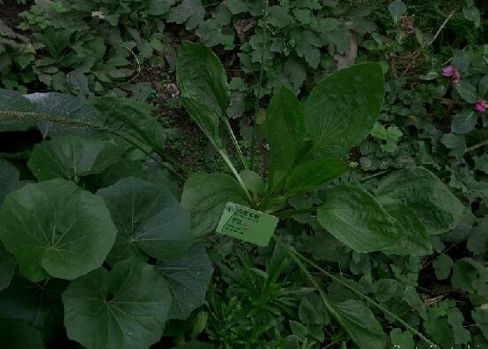  p>对叶车前(学名: i>plantago arenaria  /i> waldst. et kit.