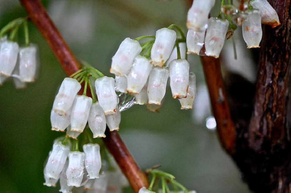  p>木藜芦属(学名:leucothoe d.