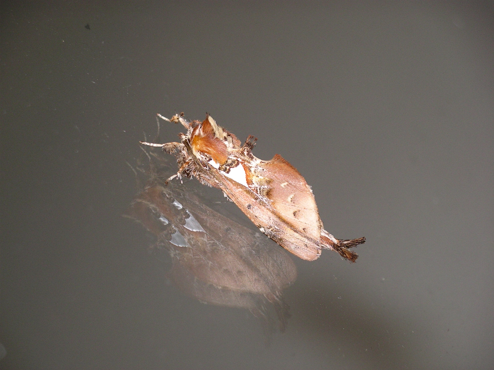  p>银纹夜蛾为鳞翅目,夜蛾科的一种昆虫.