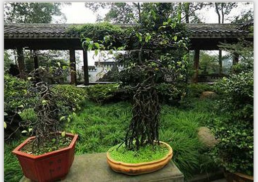 重庆南山植物园