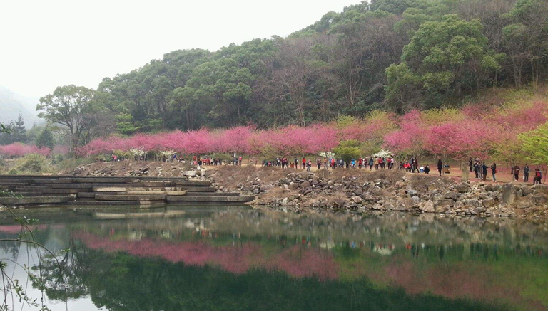 樱花谷森林公园