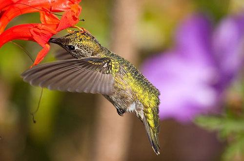  p>蜂鸟目(trochiliformes)有1科103属329种.