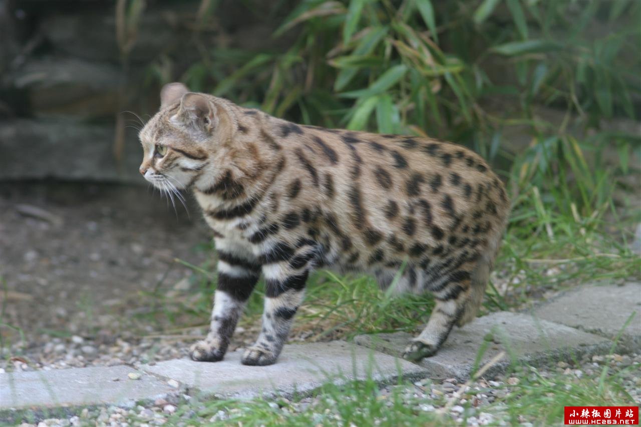 black footed cat