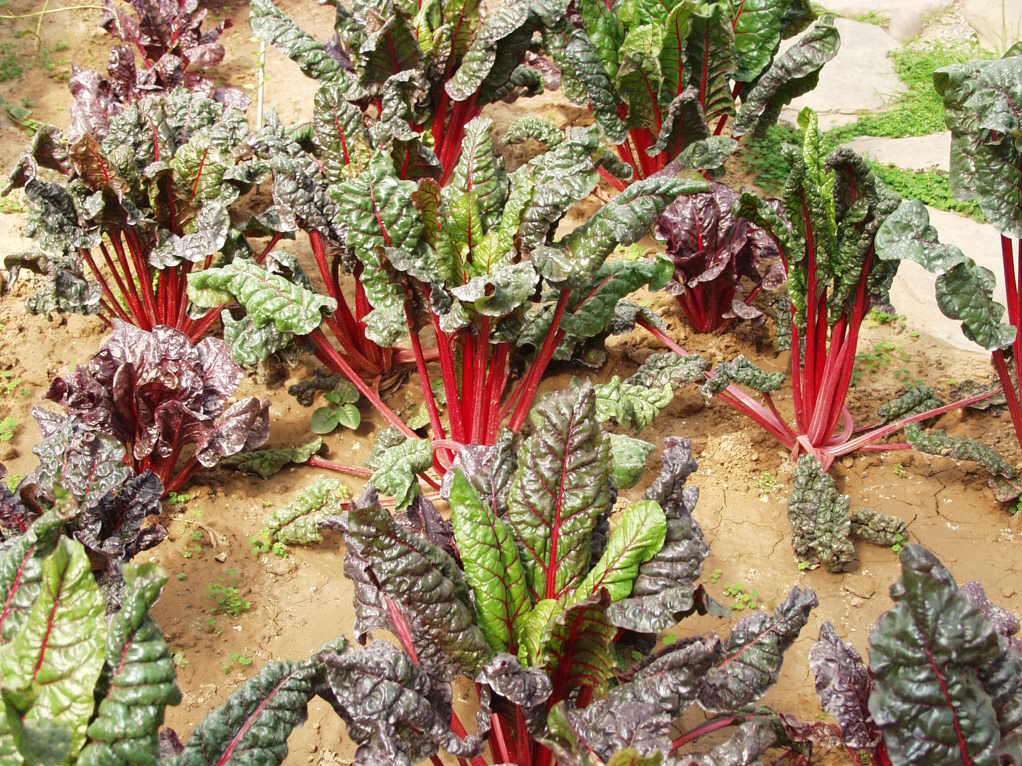  p data-id="gnwgxfjvwz">叶用甜菜一般俗称为君达菜,其叶片肥厚,叶柄