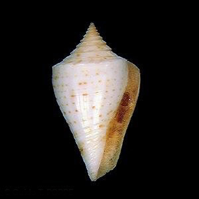  p>仙诺氏芋螺是芋螺科,芋螺属的一种贝类动物,生活在美国 a href="#"