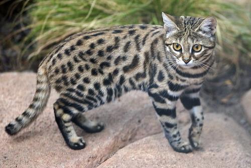 black footed cat
