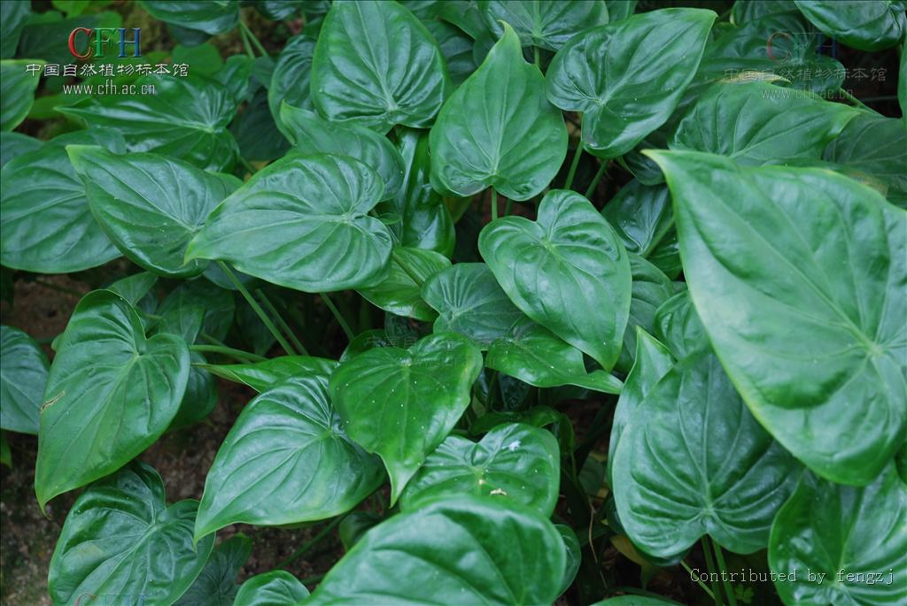  p>尖尾芋(学名: i>alocasia cucullata  /i> (lour.