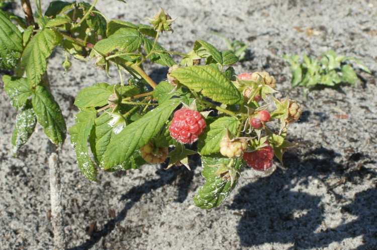 刺果树属, a href="#" data-lemmaid="4866280">大戟科 /a>,10种