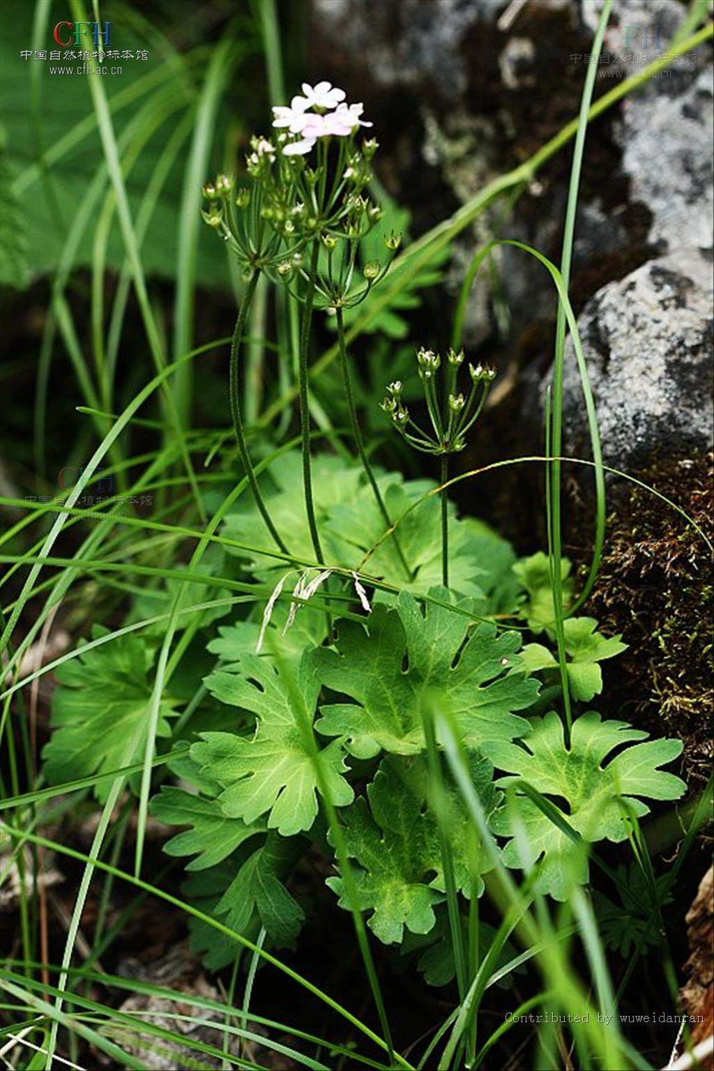  p>掌叶点地梅为多年生 a href="#">草本植物 /a>,大多没有匍匐茎.