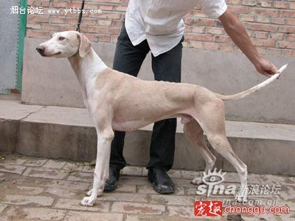 中国细狗_百度百科