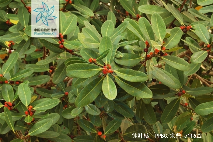  p>钝叶榕(学名: i>ficus curtipes  /i>corne