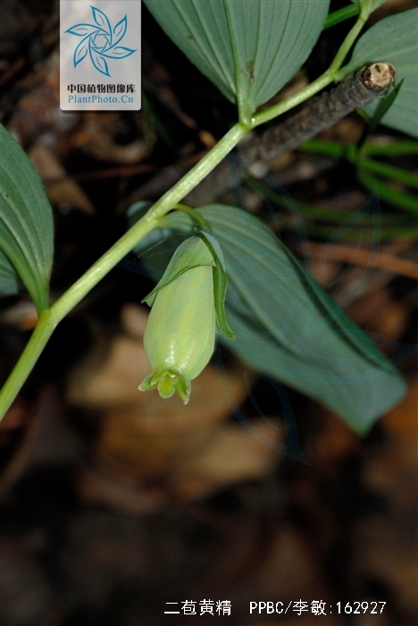  p>二苞黄精(学名: i>polygonatum macropodium /i>):是百合科,黄精