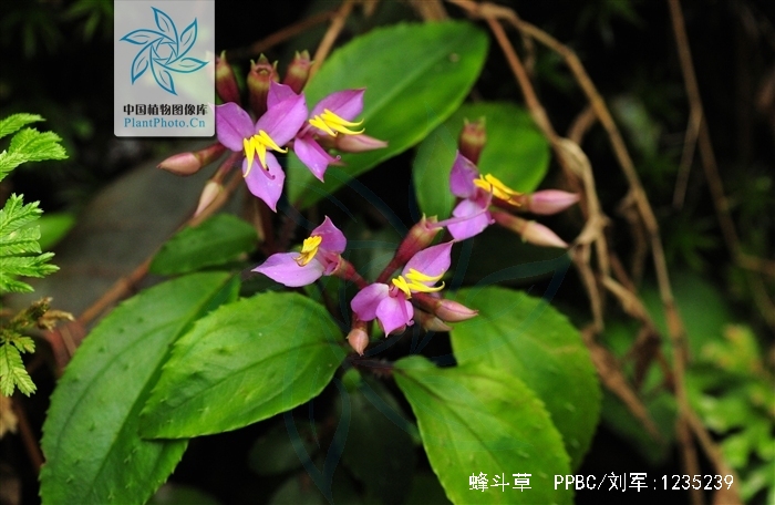  p>蜂斗草(学名: i>sonerila cantonensis /i> stapf)是野牡丹科