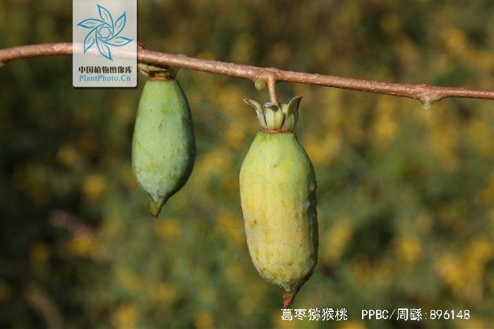  p>葛枣猕猴桃(学名: i>actinidia polygama /i> (sieb. et zucc.