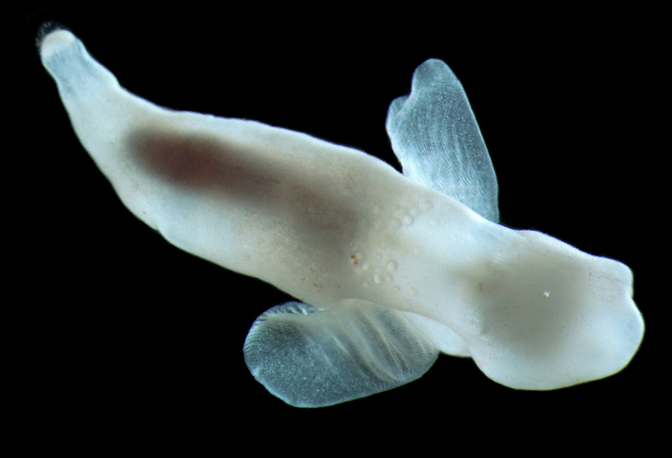  p>冰海天使是指一种浮游软体动物,裸海蝶, a href="#" data-lemmaid=