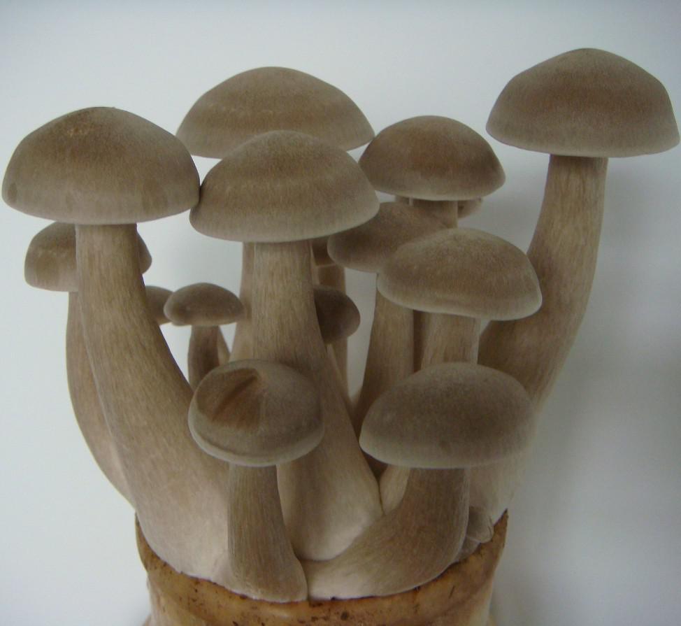  p>鹿茸菇是一种味道鲜美的食用菌,学名珊瑚菌,子实体直立,向上分叉成