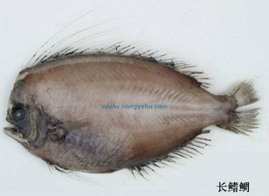 长鳍鲷_百度百科