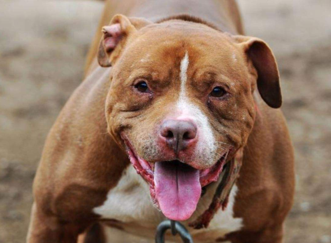 比特犬曾经被誉为世界第一犬 百科ta说