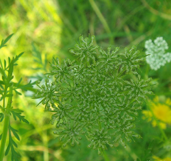  p>防风( i>saposhnikovia divaricata /i> (trucz.) schischk.