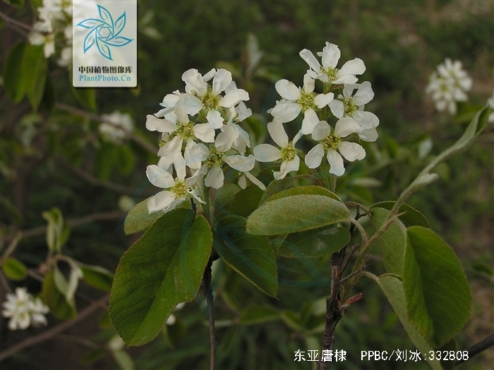 amelanchier asiatica