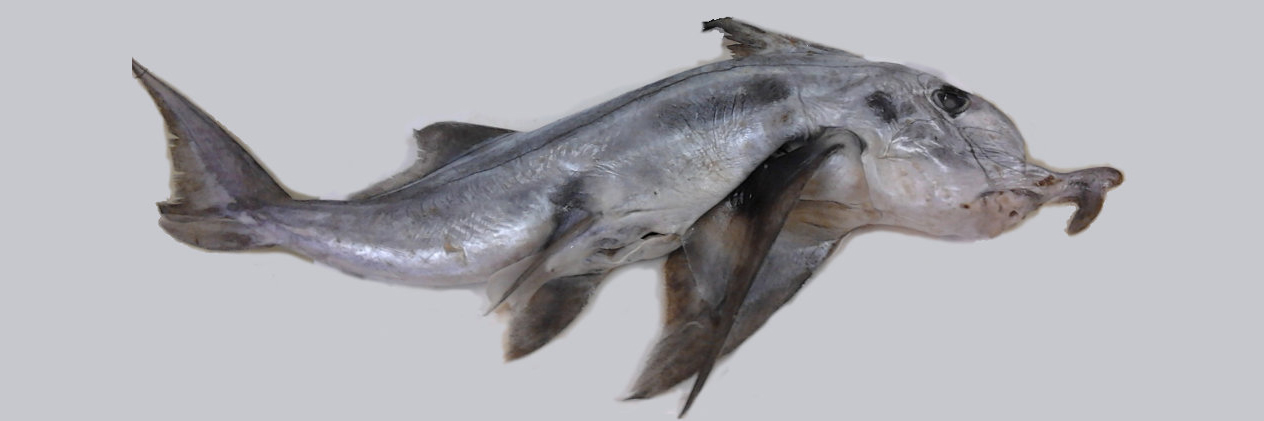  i>callorhinchus milii /i>)是叶吻银鲛科,叶吻银鲛属鱼类
