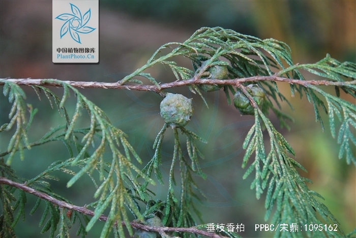  p>垂枝香柏sabina pingii (cheng ex ferre) cheng et w. t.