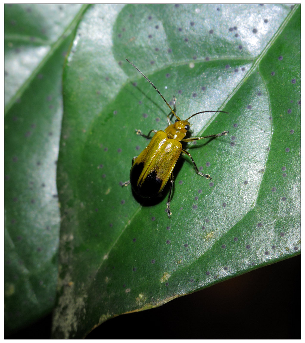  p>桑树桑黄迷萤叶甲,成虫咀食叶片,尤喜刚展开的嫩叶,轻的把叶片食成