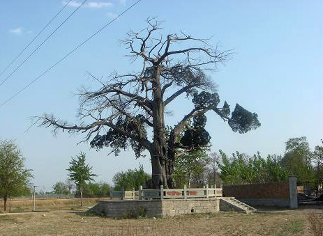 data-id="gnyuoh6x39">五样松在 a target="_blank" href="/item/临清