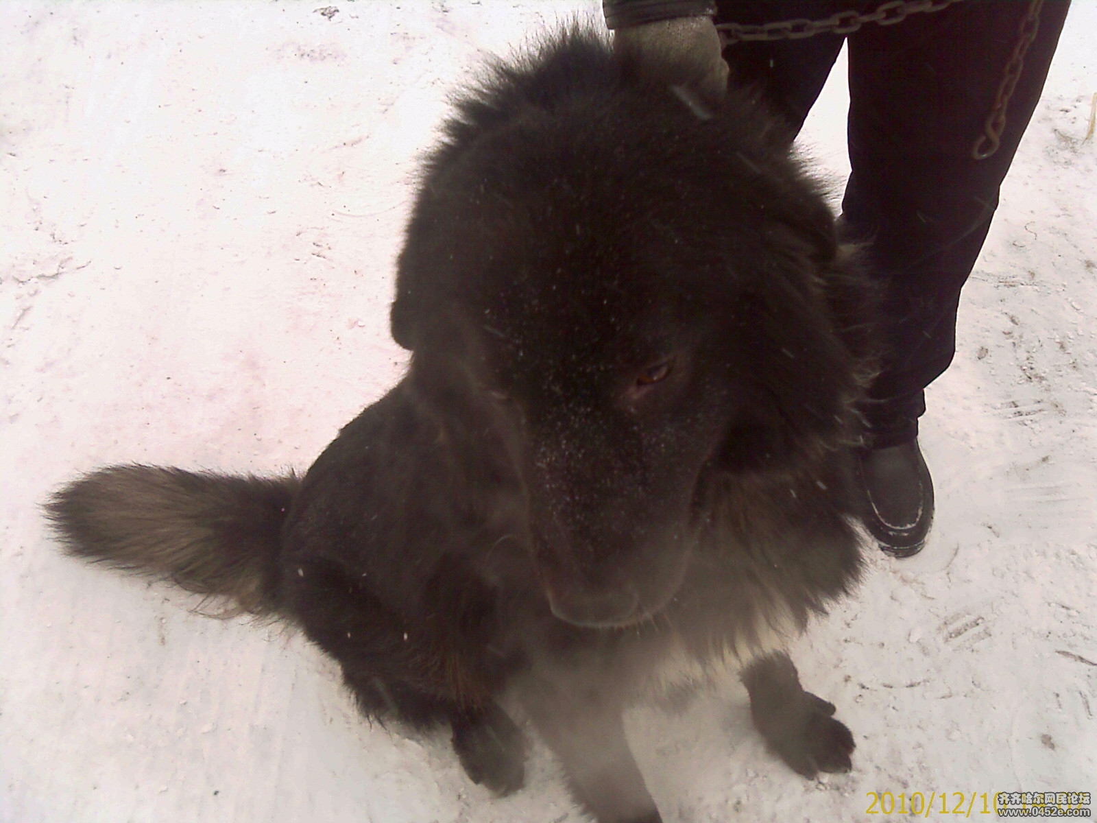 id="gnb96tlrs6">黑獒是 a target="_blank" href="/item/藏獒/5311"