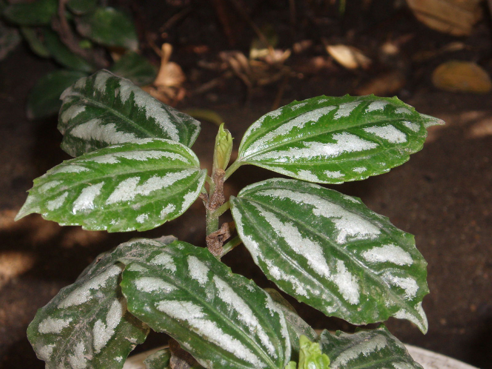  p>瓣鳞花属有80种,分布于 a target="_blank" href="/item/温带