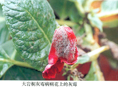 大岩桐灰霉病