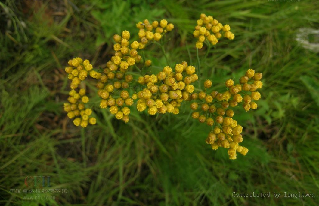  p> a href="#" data-lemmaid="2687631">线叶菊 /a>,别名 a href="#"