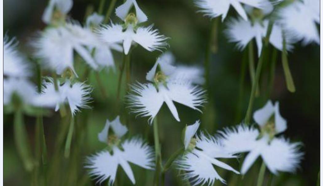  p>铁锤兰(drakaea glyptodon)是一种兰科植物.