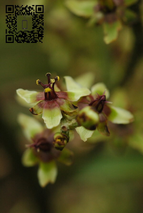  p>黑紫藜芦 i>(学名:veratrum japonicum) /i>,是百合科 a target="