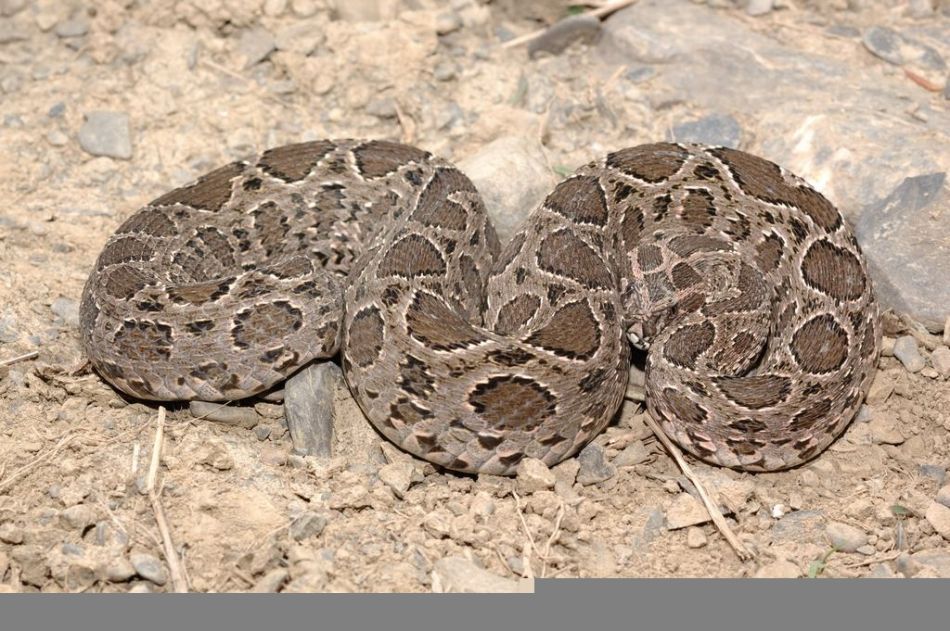  p>圆斑蝰(学名: i>daboia russelii siamensis /i>),又称百步金钱豹