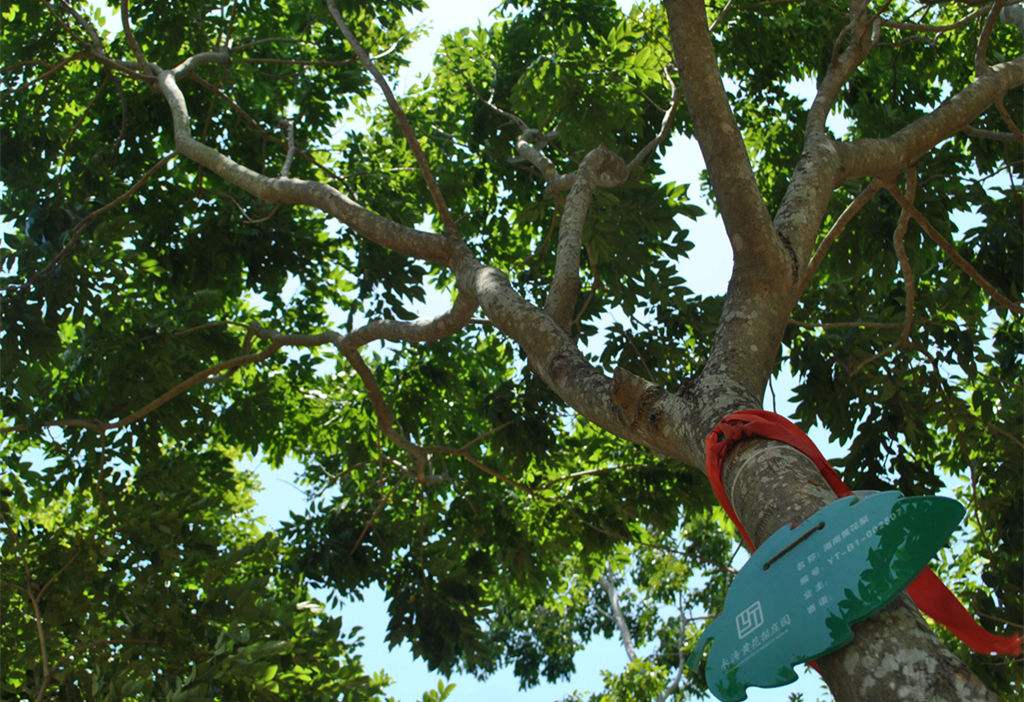  p>海南黄花梨,别名:降香檀,花梨母,花梨,降香,检测报告为 a target="