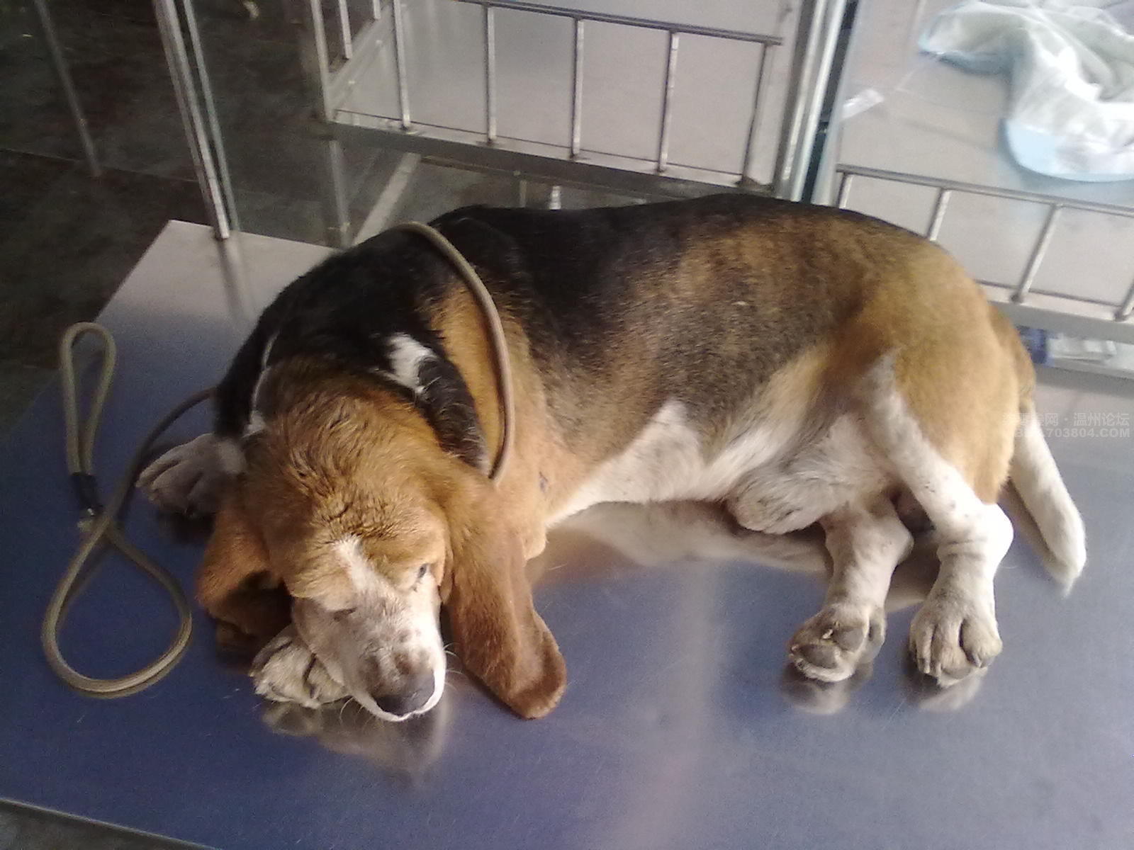 超度小狗-超度小动物亡灵的经文有哪些