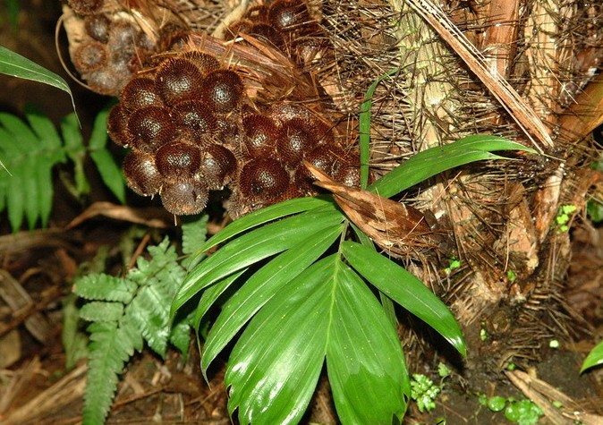 滇西蛇皮果salaccasecundagriff