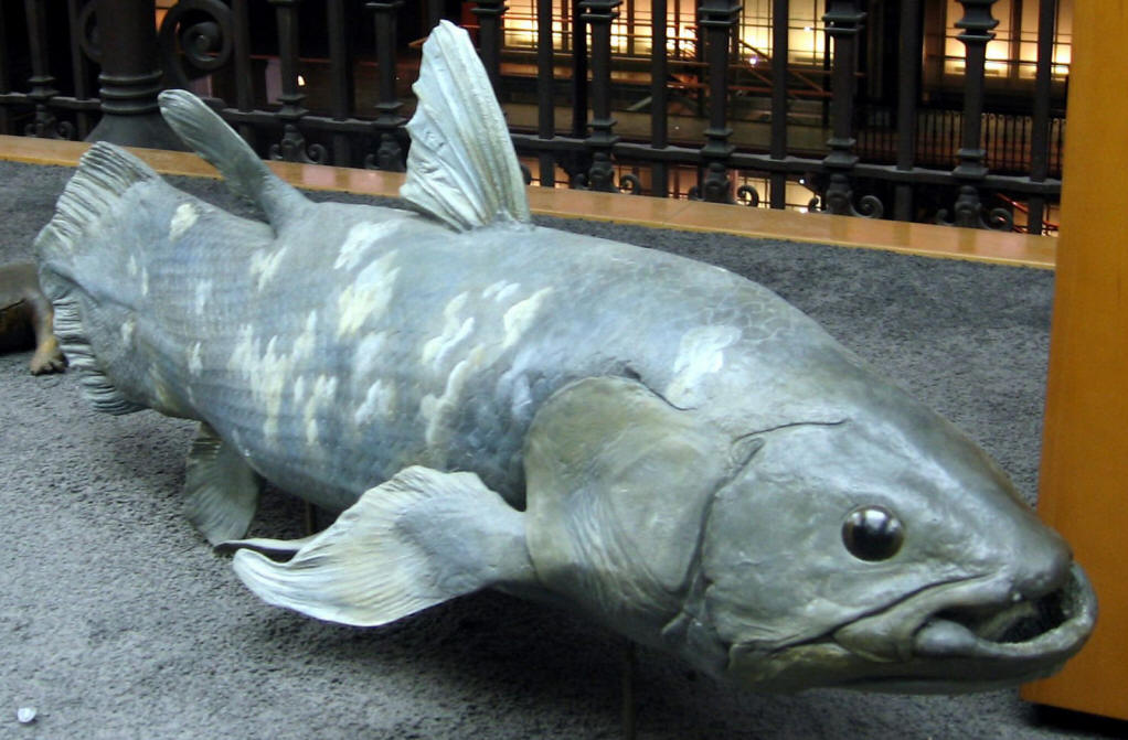  p>矛尾鱼(学名:latimeria chalumnae)体长2米,是腔棘鱼目矛尾鱼科的