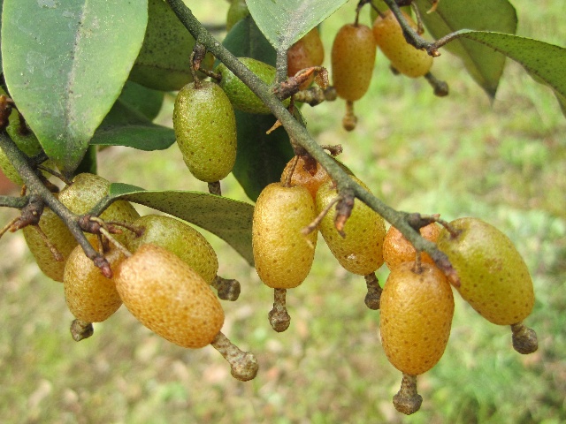  p>胡颓子科(学名:elaeagnaceae&nbsp;juss.)是桃金娘目的一科.