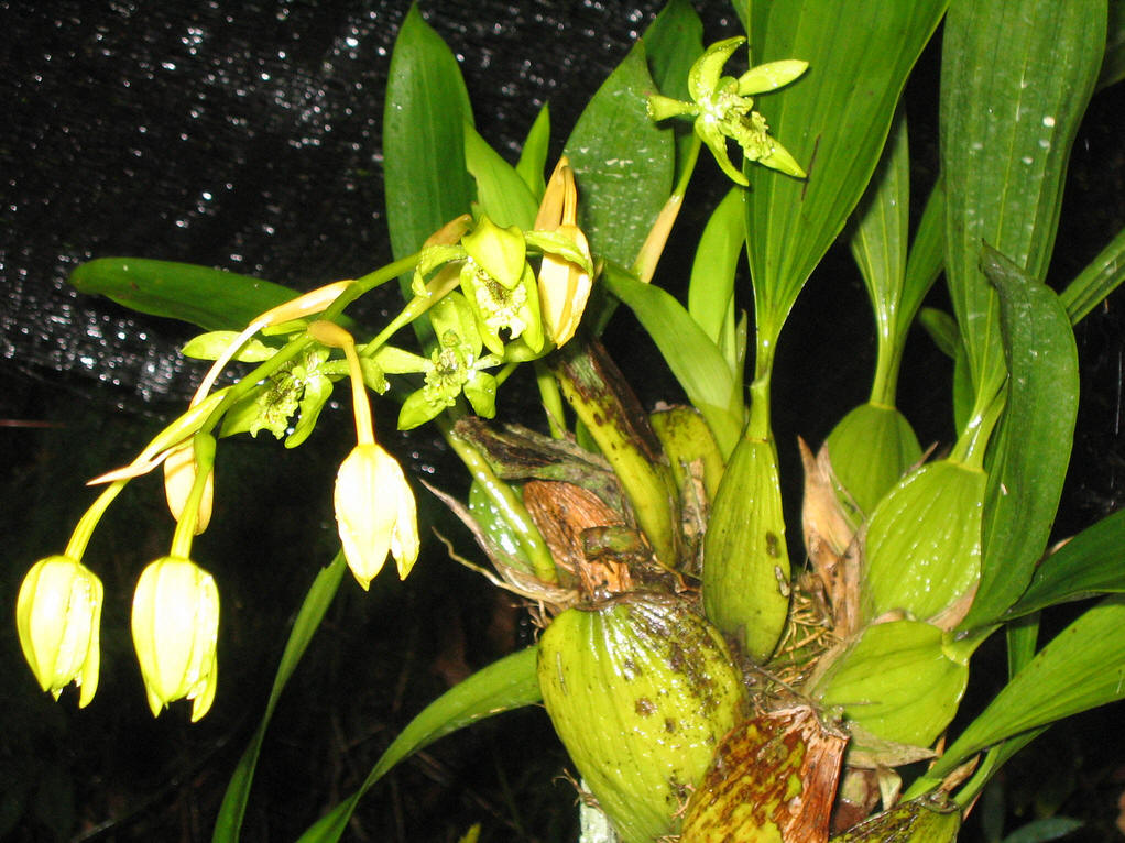  p>贝母为 a target="_blank" href="/item/百合科/1838810" data