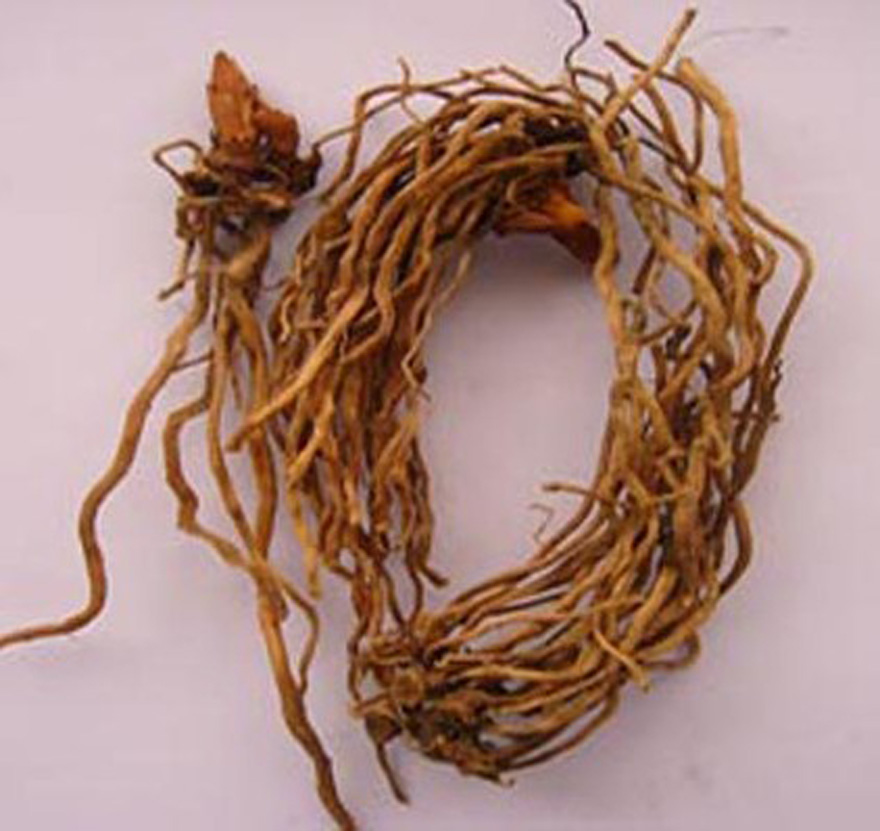  p>贵州民间方药.多年生草本植物万寿竹的根及根茎.