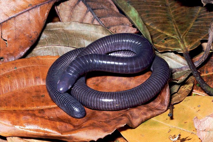 caecilian