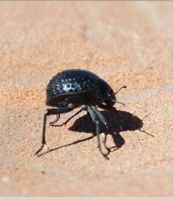 纳米布沙漠甲虫