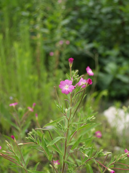 epilobium parviflorum schreber