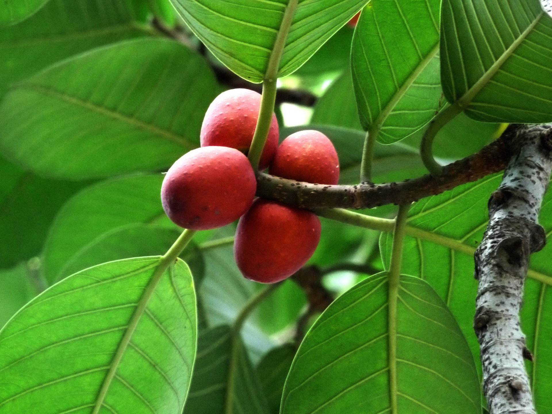  p>枕果榕(学名: i>ficus drupacea /i> thunb.