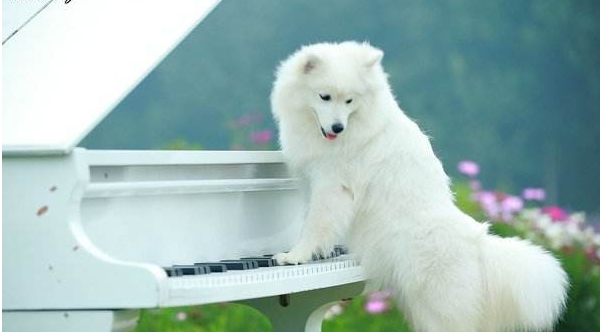 银狐犬的优缺点，是否适合你带他回家？_百科TA说