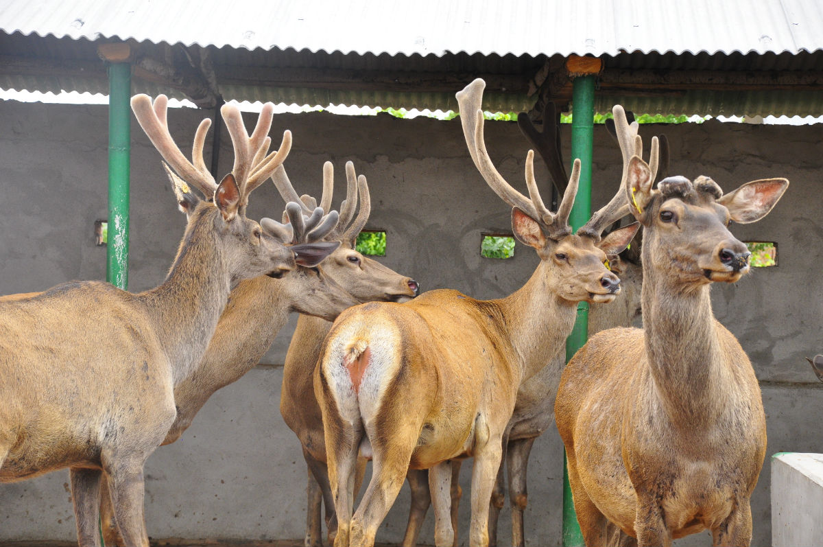  p>东北马鹿(学名:cervus elaphus xanthopygus)是马鹿的亚种之一