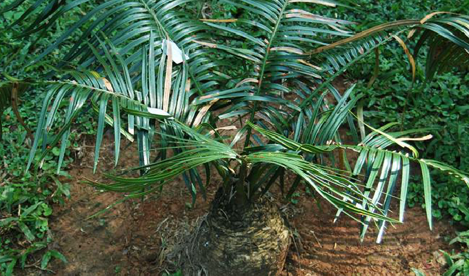  p>宽叶苏铁(cycas balansae)是 a target="_blank" href="/item/苏铁