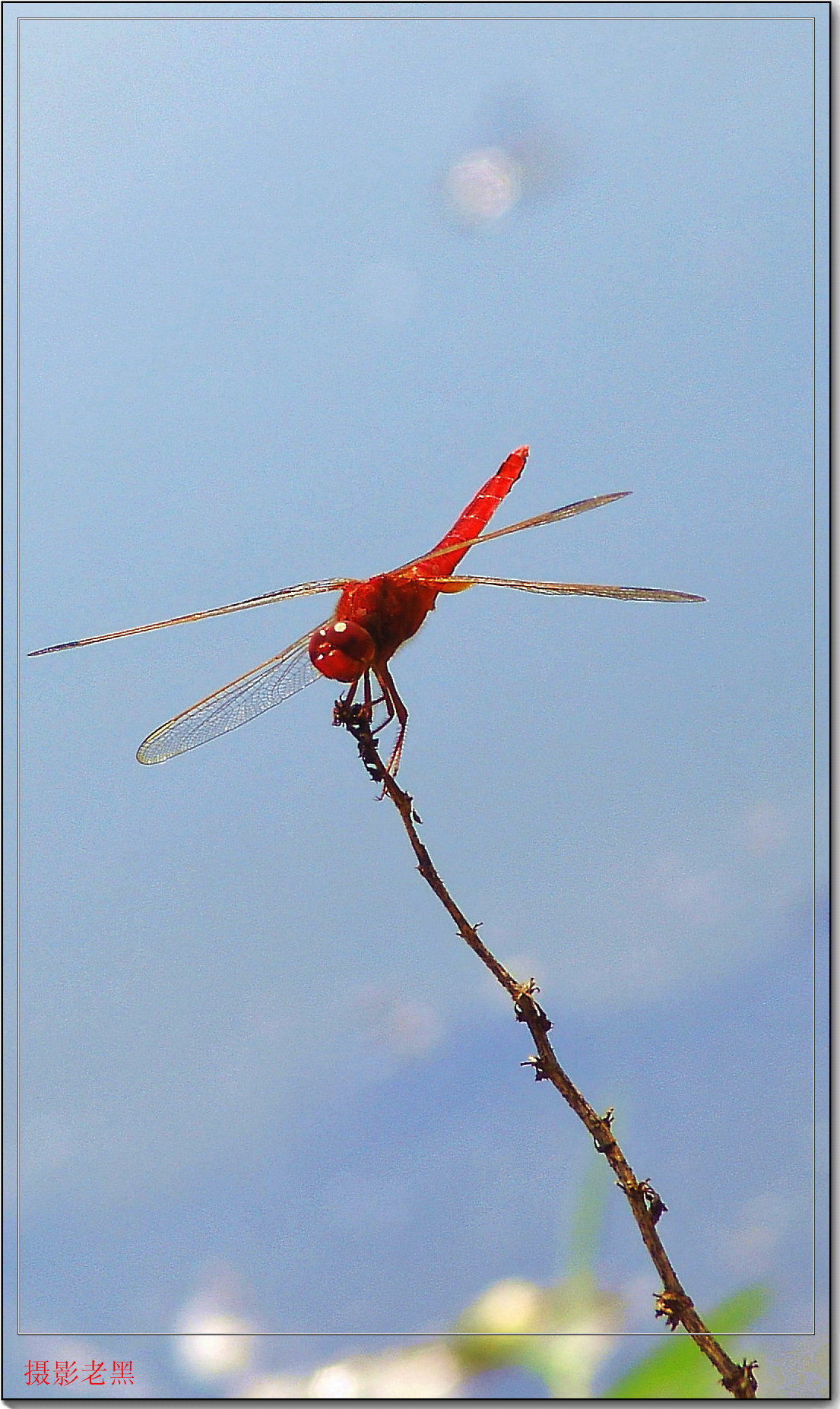 红蜻蜓